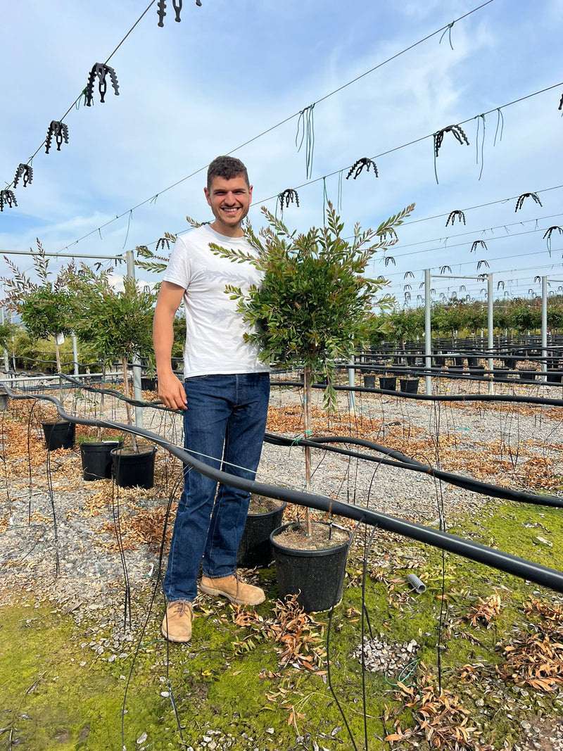 Callistemon demi-tige