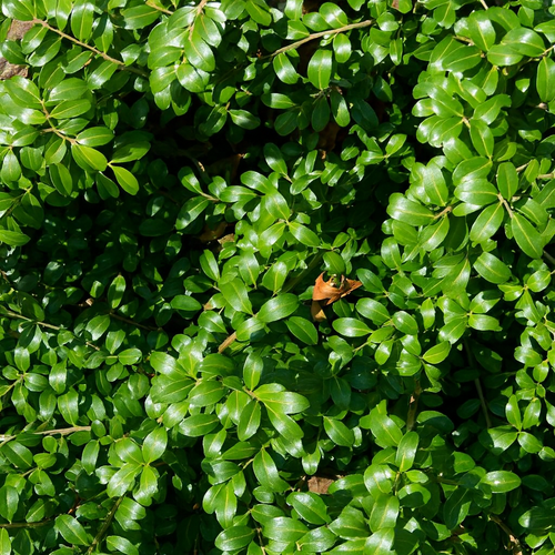 Ilex crenata Kinme