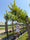 Image to render