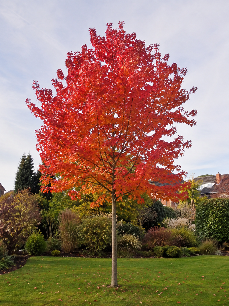 Érable de Freeman Autumn Blaze (Acer × freemanii ‘Jeffersred’)