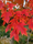 Image to render