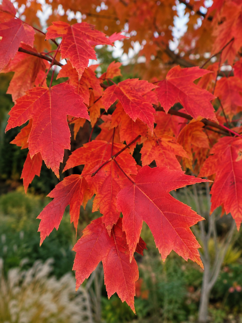 Érable de Freeman Autumn Blaze (Acer × freemanii ‘Jeffersred’)