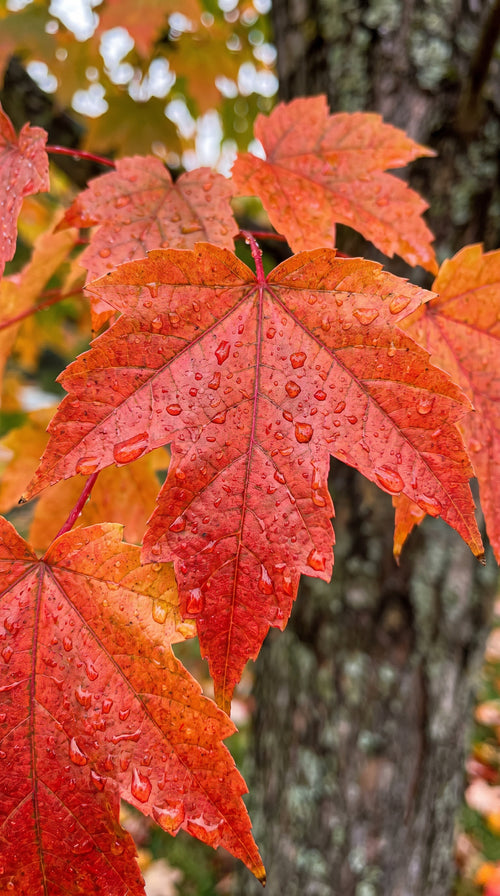 Érable de Freeman en tige