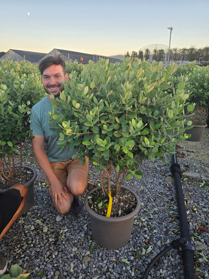 Goyavier du Brésil en Cépée remontée