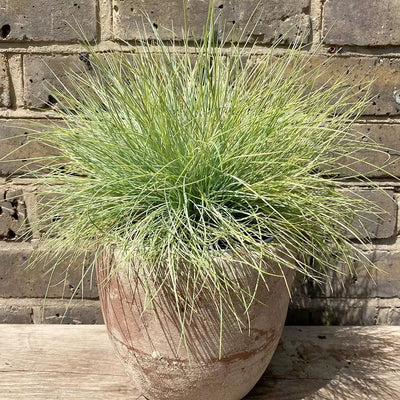 Fétuque Amigold (Festuca Glauca Amigold)