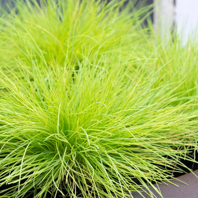 Fétuque Amigold (Festuca Glauca Amigold)