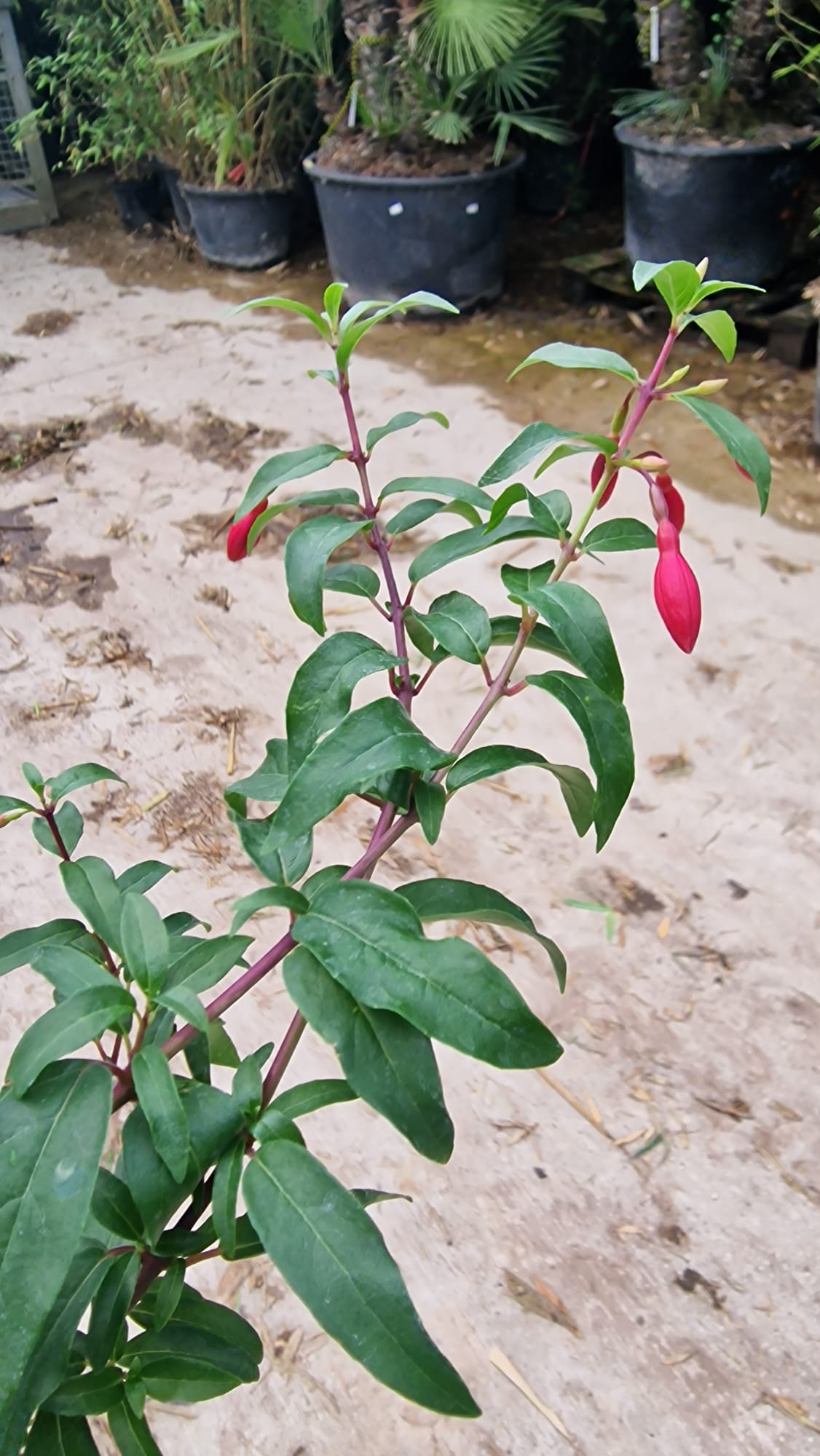 Fuchsia rustique (Fuchsia x Hybrida Mrs Popple)