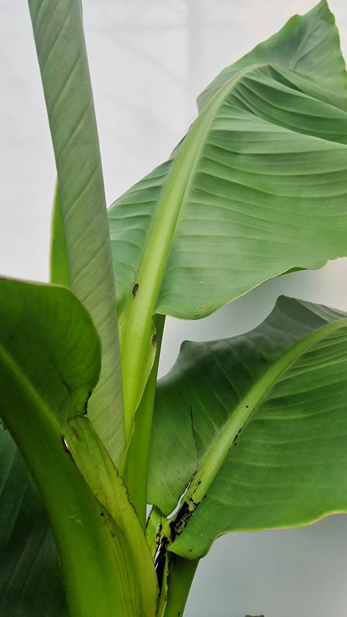 Bananier à feuilles vertes (Musa Basjoo)