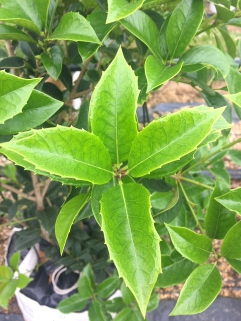 Osmanthe à feuilles de houx (Osmanthus Aquifolium)