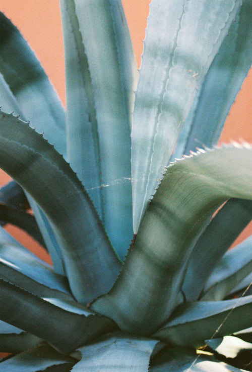 Agave (Agavaceae Americana)