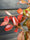 Image to render