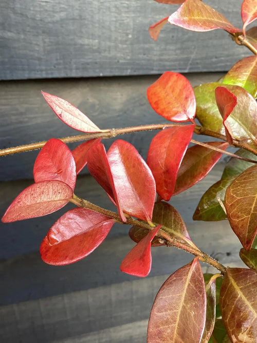Jasmin Ruby à feuilles rouges (Trachelospermum jasminoides Winter Ruby)