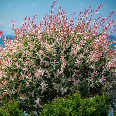 Saule Crevette (Salix Integra Hakuro Nishiki)