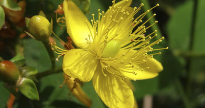 Millepertuis (Hypericum perforatum)