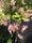 Image to render