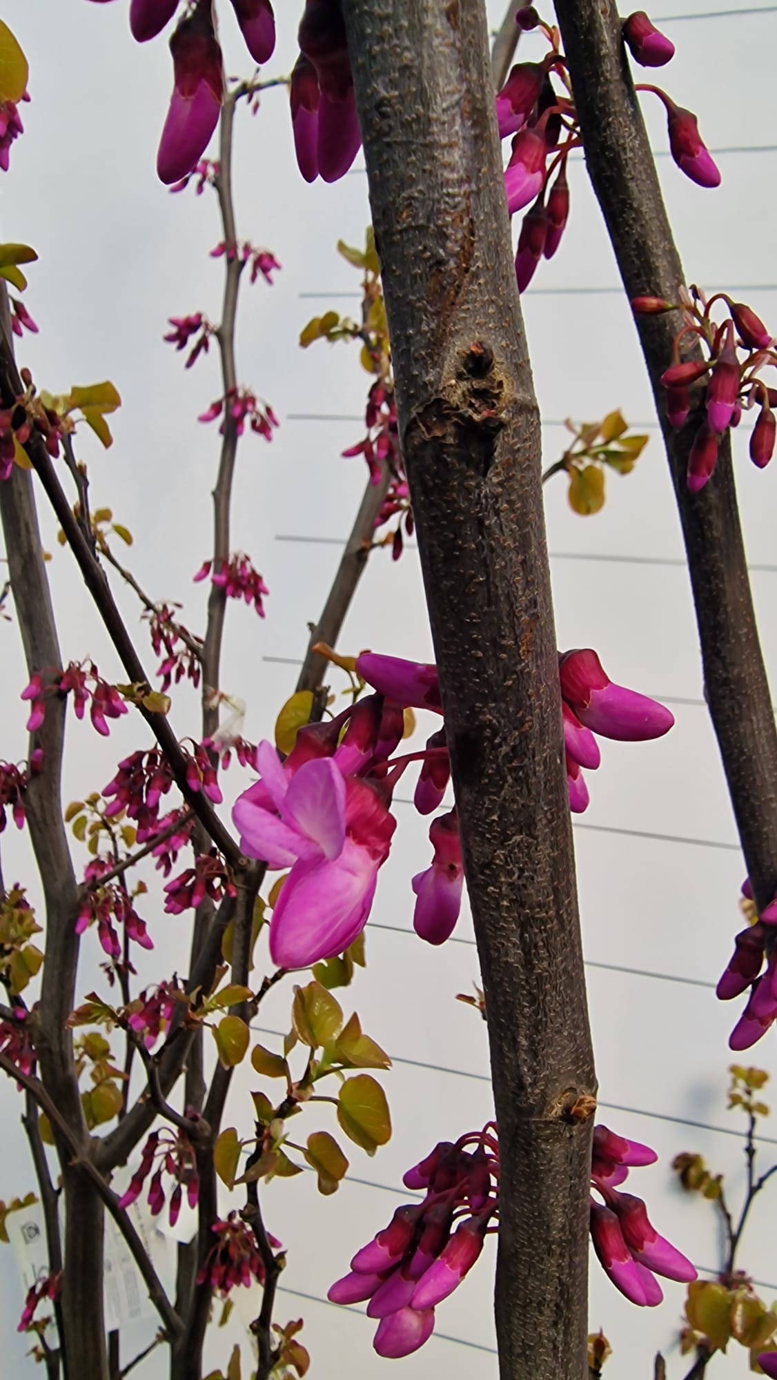 Arbre de Judée à fleurs roses (Cercis Siliquastrum)