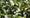 Image to render
