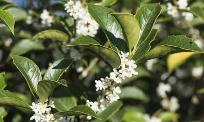 Osmanthe à feuilles de houx (Osmanthus Aquifolium)