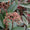 Image to render