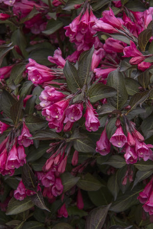 Weigela à feuilles rouges (Weigela x florida Alexandra)