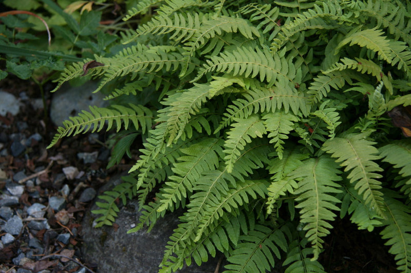 Fougère arborescente (Cyathea)