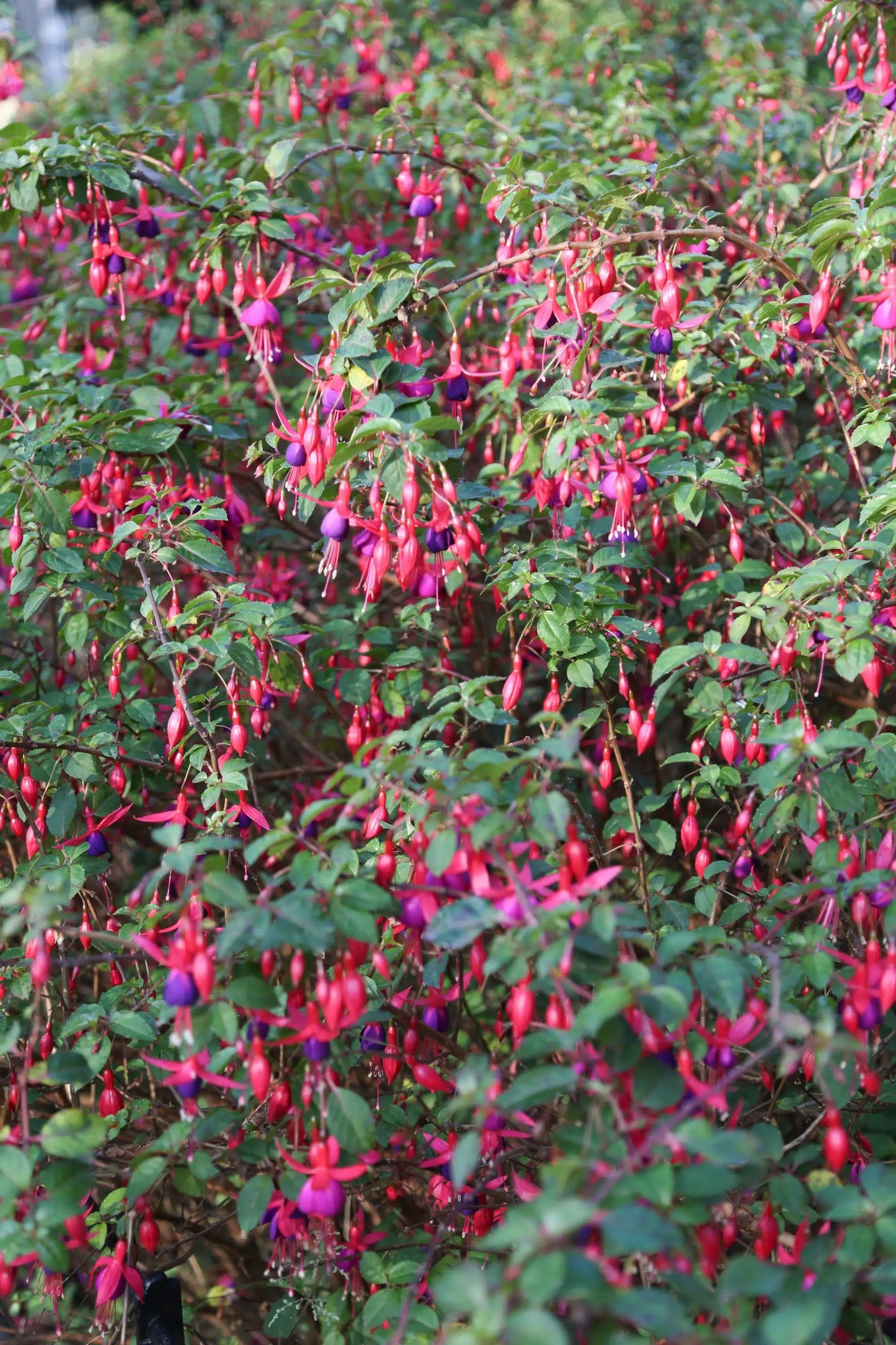 Fuchsia rustique (Fuchsia x Hybrida Mrs Popple)