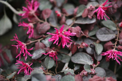 Loropétale de Chine (Loropetalum Chinense)