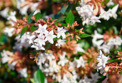 Abélia (Grandiflora)