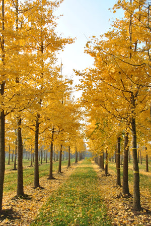 Gingko Biloba en touffe