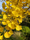 Ginkgo nain Mariken (Ginkgo biloba ‘Mariken’)