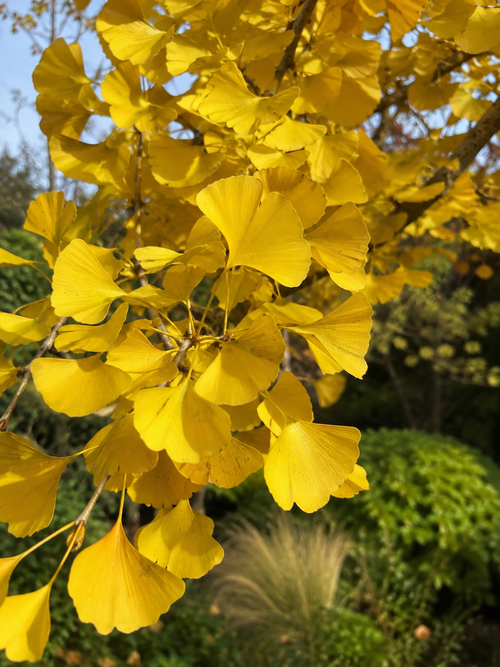 Ginkgo nain Mariken (Ginkgo biloba ‘Mariken’)