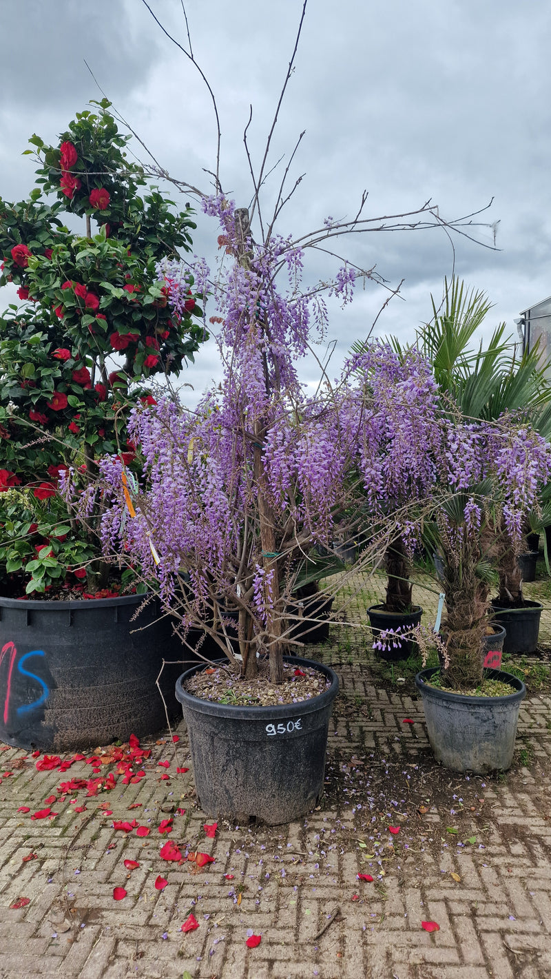 Glycine Centenaire