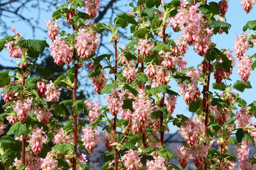 Groseillier classique