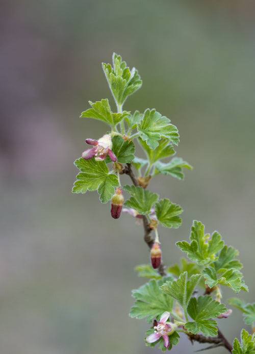 Groseillier Marquereaux Rouge