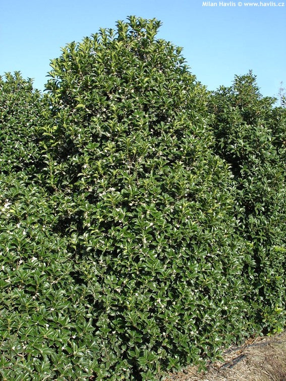 Osmanthe à feuilles de houx (Osmanthus Aquifolium)