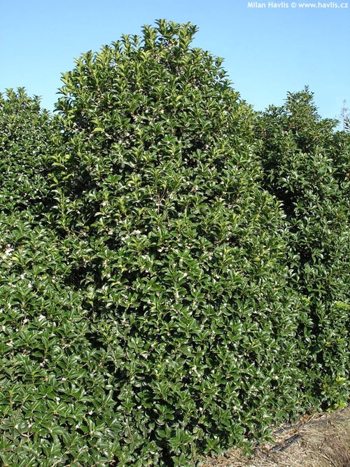 Osmanthe à feuilles de houx (Osmanthus Aquifolium)