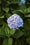 Image to render