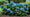 Image to render