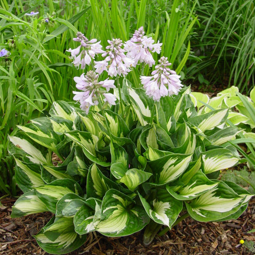 Hosta (Hosta)