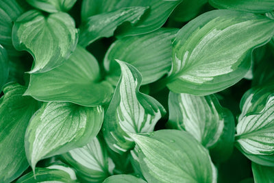 Hosta