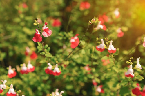 Sauge Ornementale (Salvia microphylla)