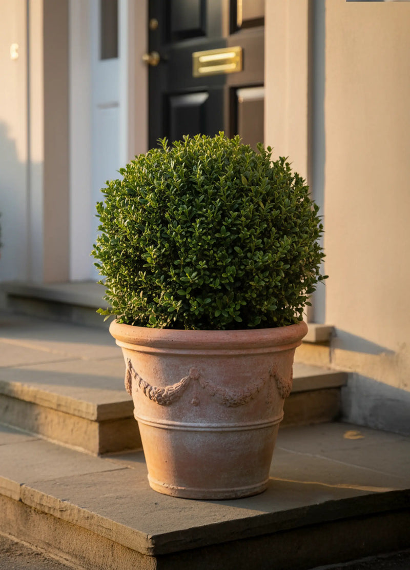 Houx Crénelé en boule (Ilex Crenata)