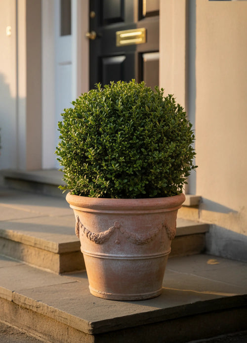 Houx Crénelé en boule (Ilex Crenata)