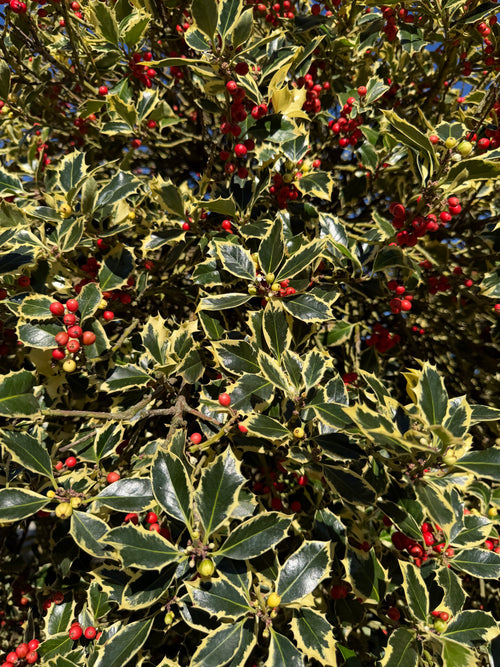 Houx panaché (en tige)