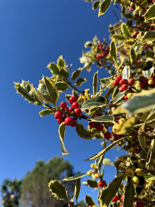 Houx panaché (en tige)