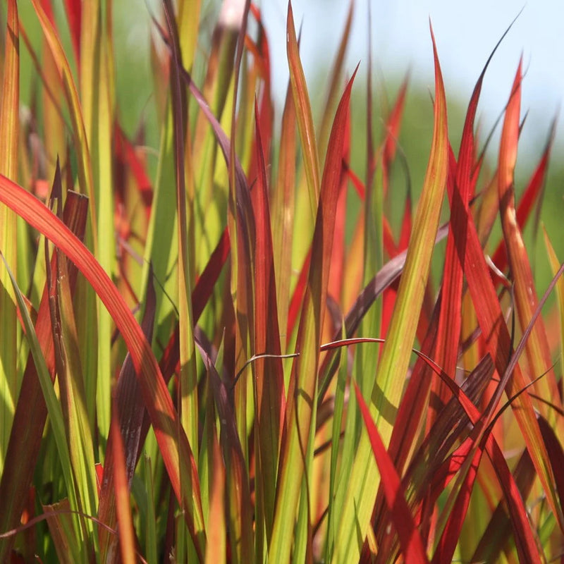 Graminée Red Baron (Imperata cylindrica)