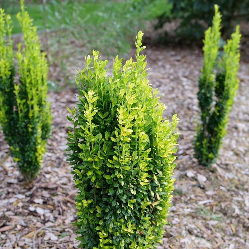 Houx Crénelé (Ilex Crenata)