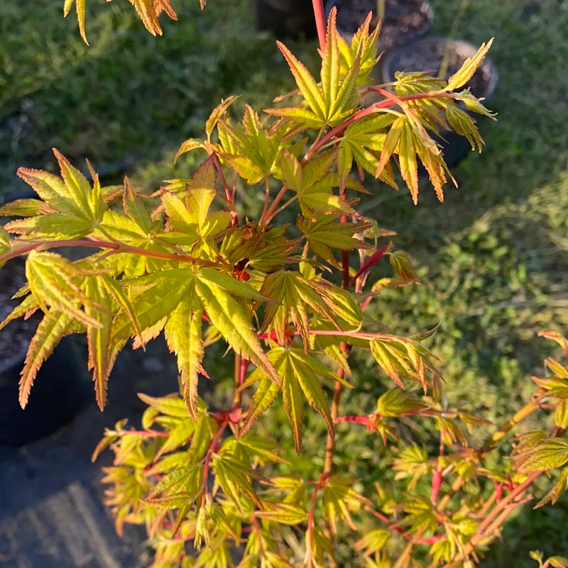 Acer Palmatum Katsura