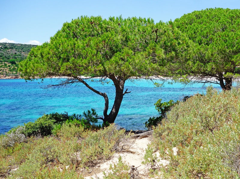 Pin Parasol (Pinus pinea)