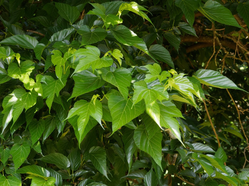 Mûrier Platane Stérile (Morus Platanifolia Fruitless)